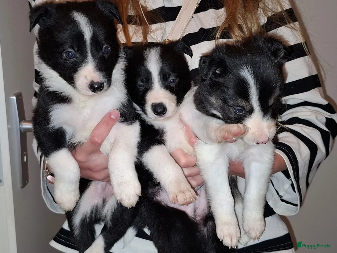 Border Collie honden te koop: Te koop 3 kleur pups uit werklijn - Advertentie 7