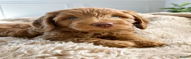 (Zwart) Australian Labradoodle Puppy