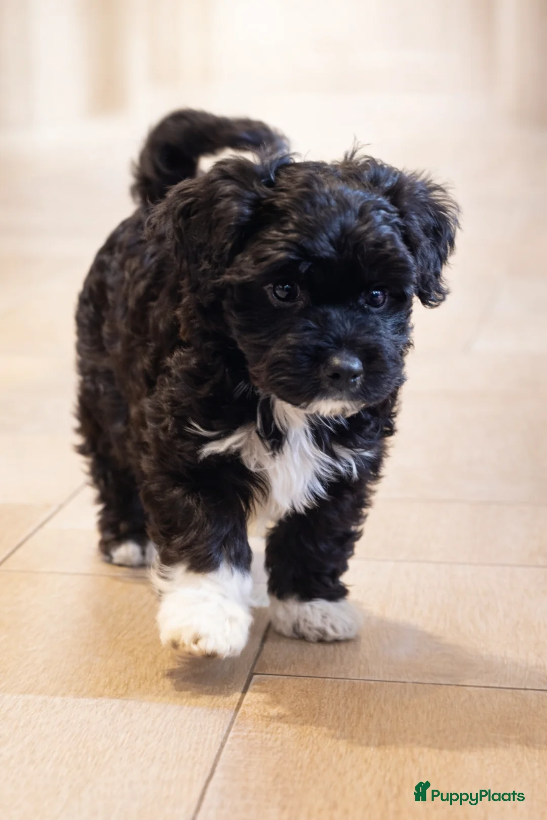Kruising honden te koop: Laatste Maltipoo puppy reutje, in huis opgegroeid - Advertentie 1