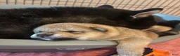 Shiba honden te koop: Mooie Shiba puppy’s zoeken een liefdevol thuis  - Advertentie 7