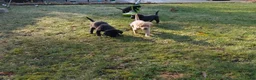 Labrador Retriever honden te koop: Fieldtrial labrador pups FCI  - Advertentie 8