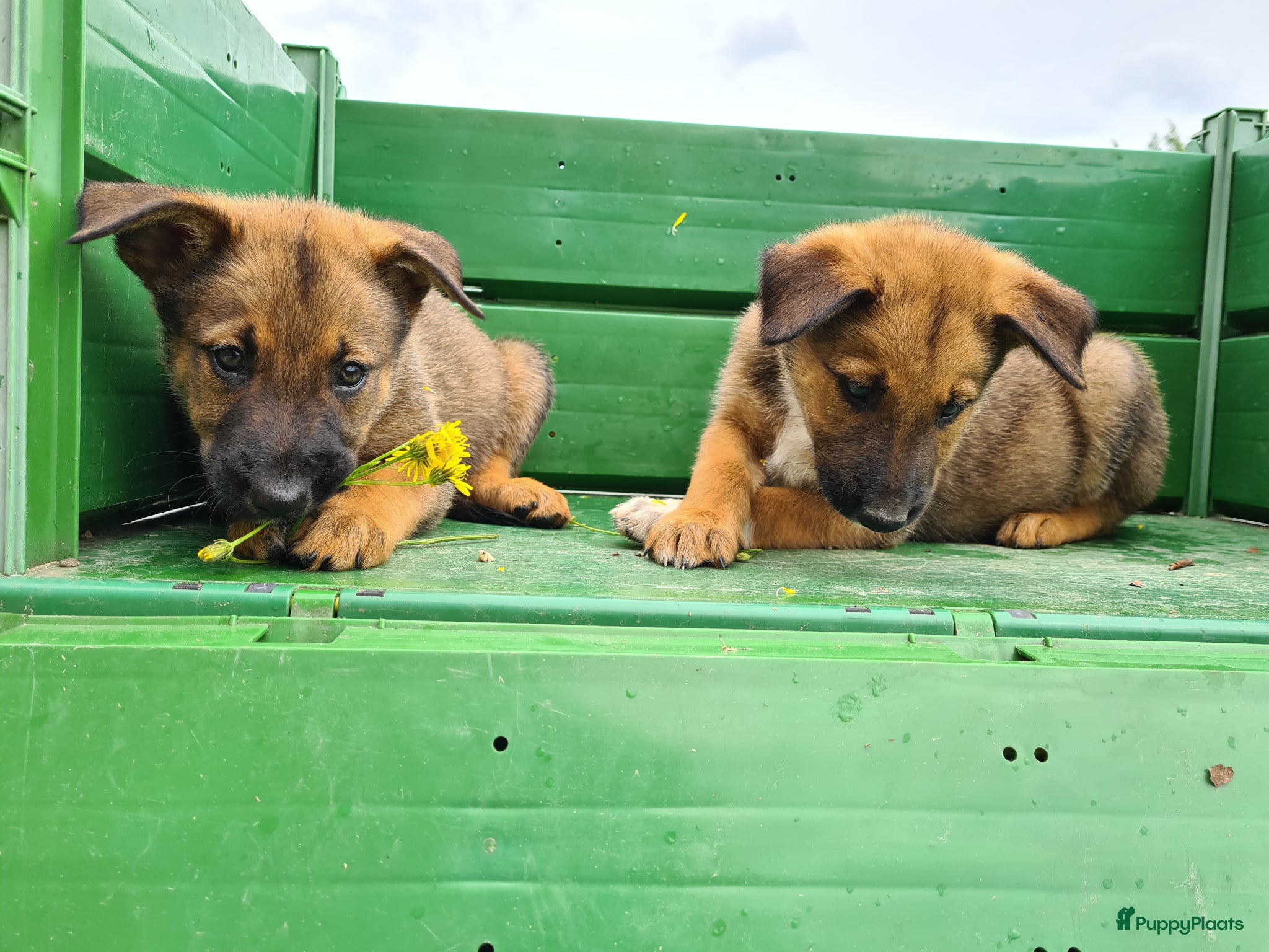 Kruising honden Uniek relaxed Border Collie x Mechelse Herder pups - Advertentie 2