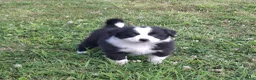 Kruising honden te koop: Shepherd puppy's  - Advertentie 13