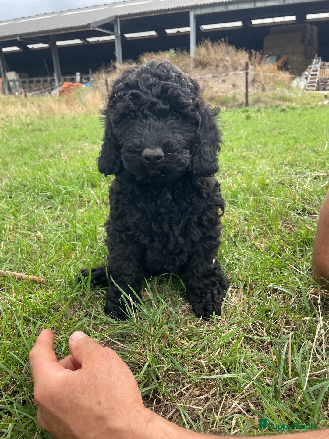 Labradoodle honden te koop: Mooie Labradoodle pups! - Afbeelding 10