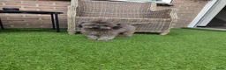 Poedel Toy honden te koop: kleine toypoedel (6mnd) - Advertentie 2