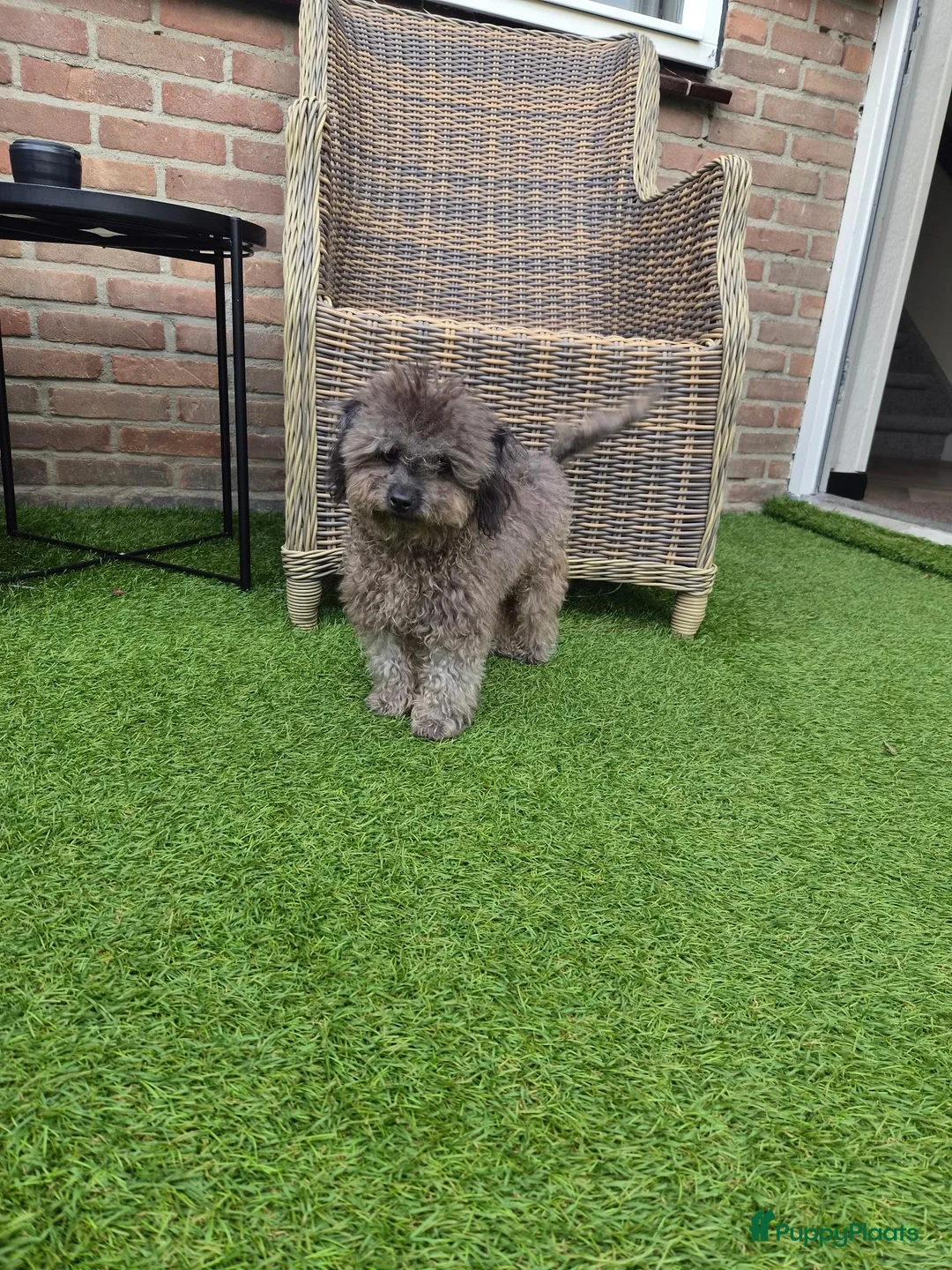 Poedel Toy honden te koop: kleine toypoedel (6mnd) - Advertentie 2