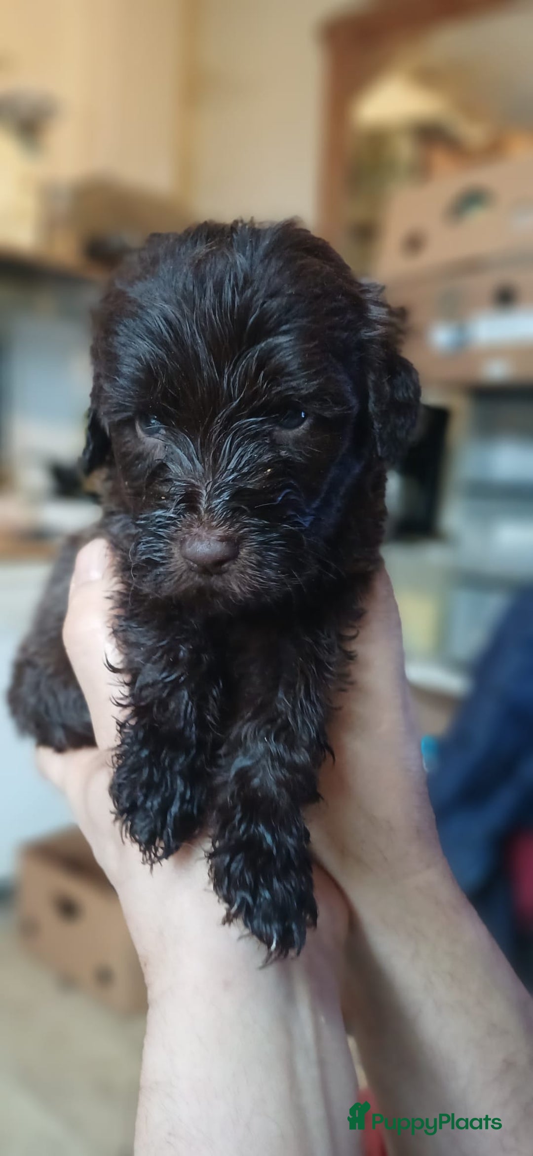 Kruising honden te koop: Ben jij het baasje van een van deze mooie puppy's? - Advertentie 11