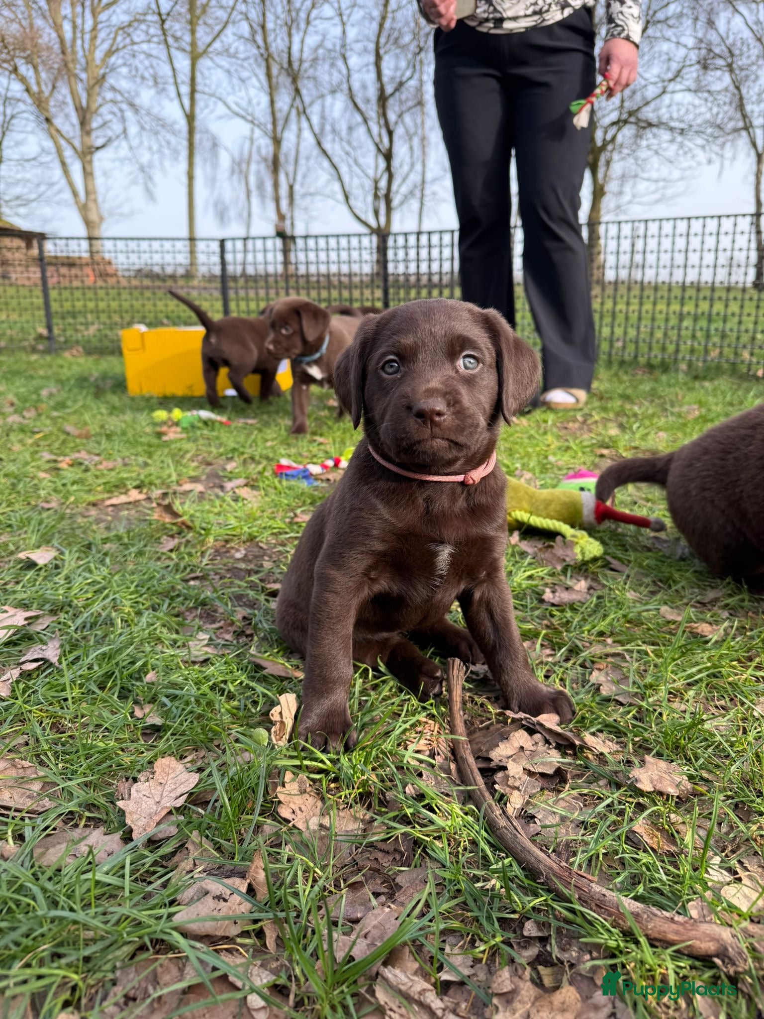 Kruising honden Labrador (kruising) puppy's te koop - Advertentie 2