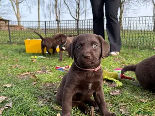 Kruising honden Labrador (kruising) puppy's te koop - Advertentie 2