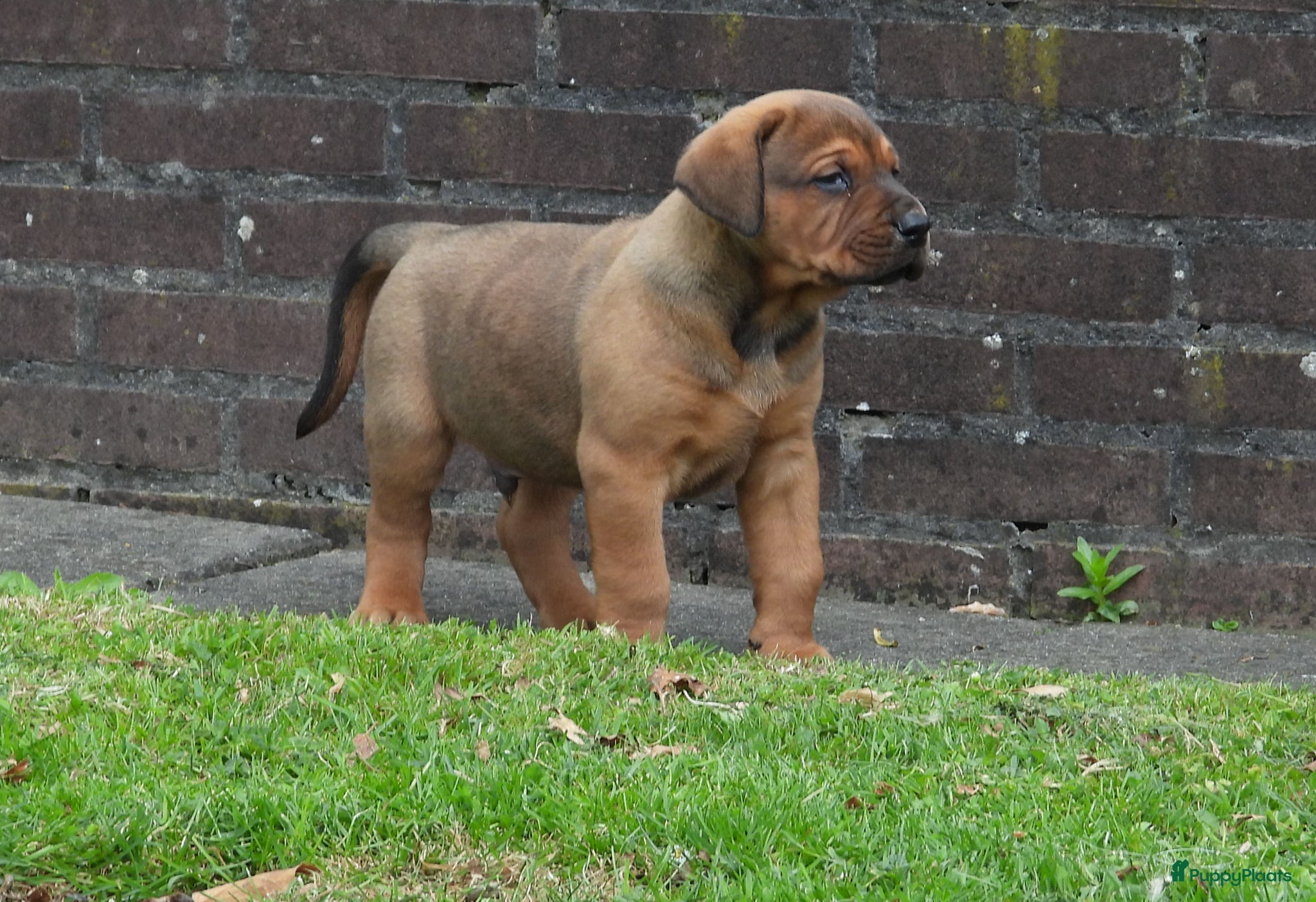 Kruising honden Pups kruising Dobermann x Rottweiler/Weimaraner - Advertentie 11