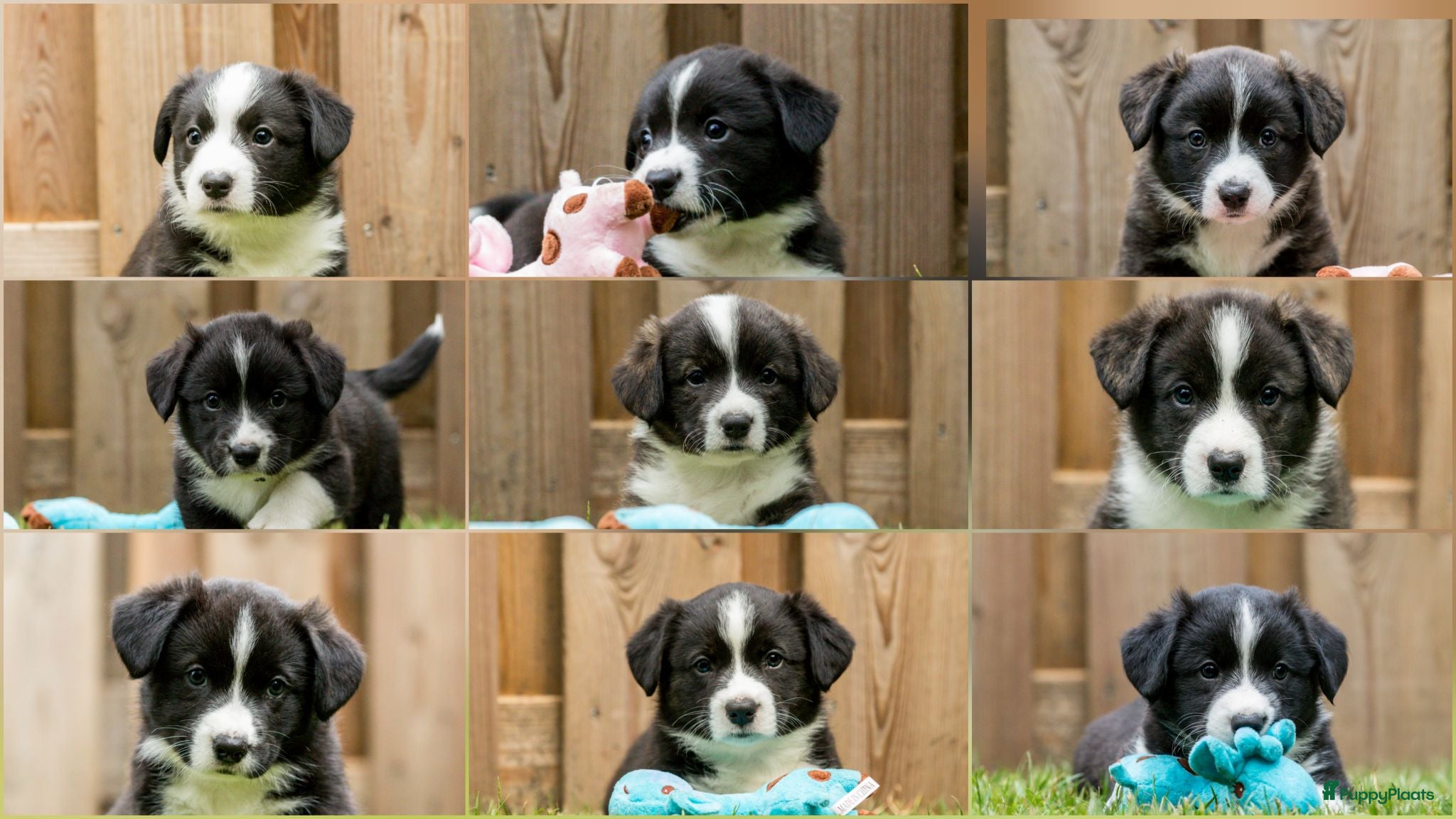 Welsh Corgi Cardigan honden Cardigan Welsh Corgi pups - Advertentie 1
