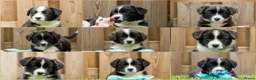 Welsh Corgi Cardigan honden te koop: Cardigan Welsh Corgi pups - Advertentie 1
