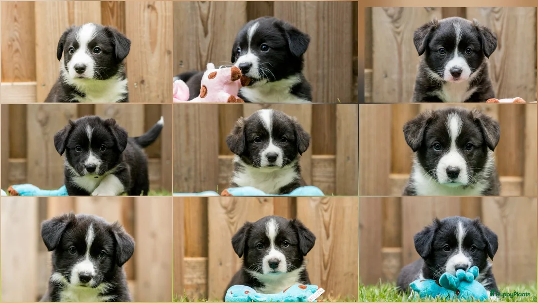 Welsh Corgi Cardigan honden te koop: Cardigan Welsh Corgi pups - Advertentie 1