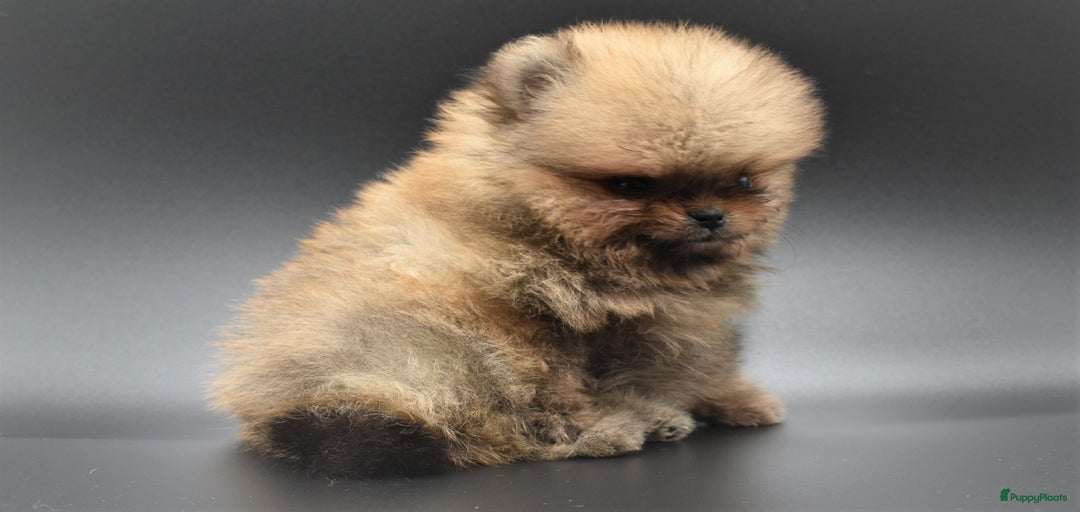 Galerij afbeelding {{count}}