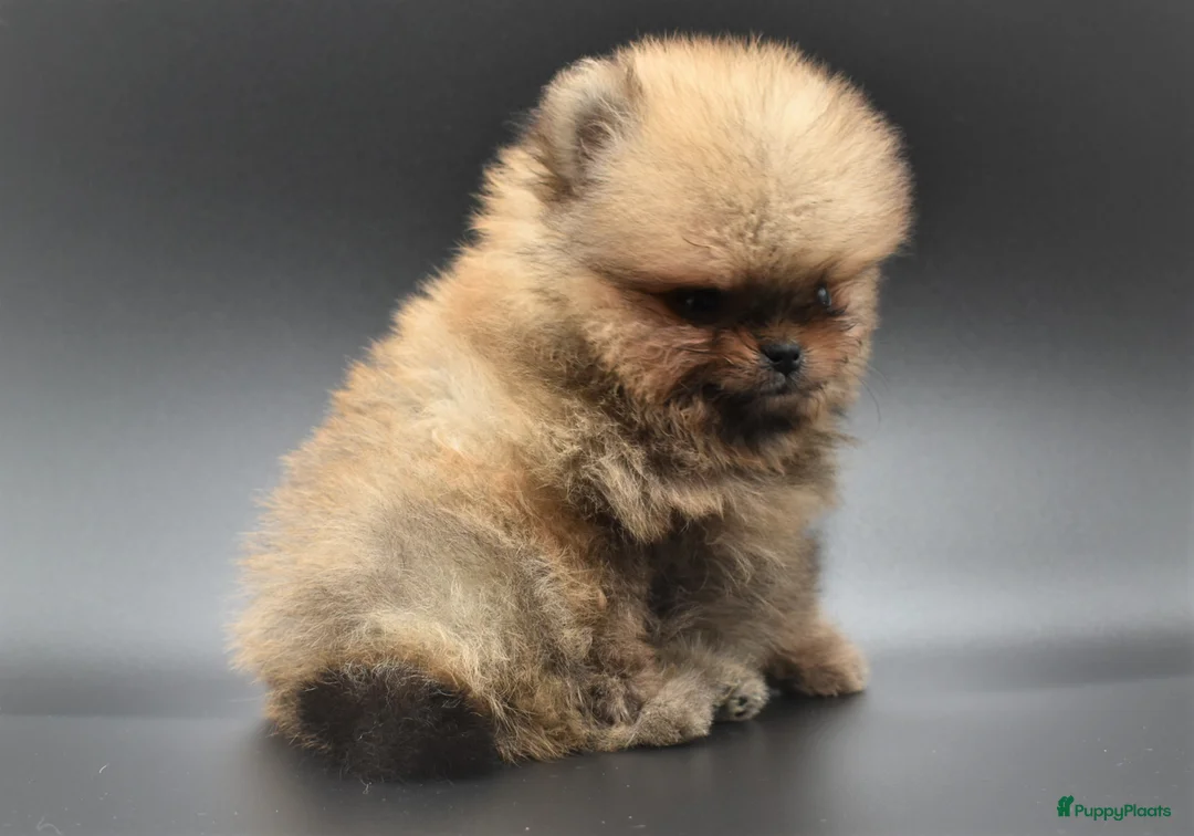 Galerij afbeelding {{count}}