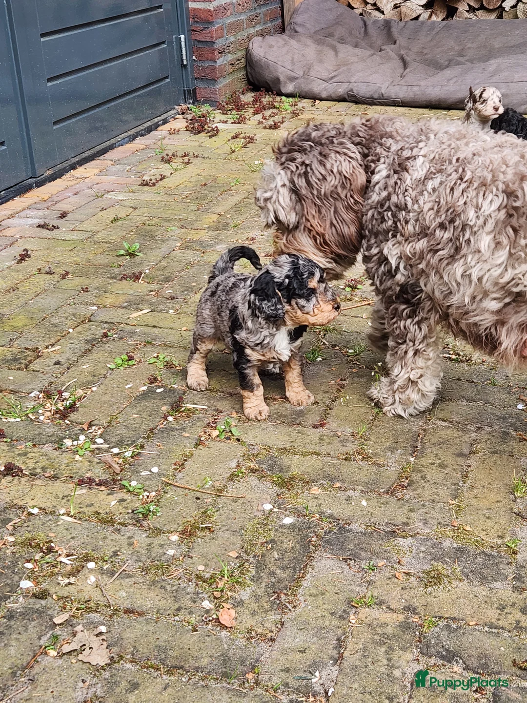 Labradoodle honden te koop: Prachtige sheltiedoodle labradoodle pups - Advertentie 6