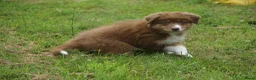 Australian Shepherd honden te koop: Australian shepherd pups - Advertentie 4