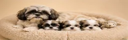 Boomer honden te koop: Super mooie boomer pups maltezer maal shih tzu - Advertentie 9