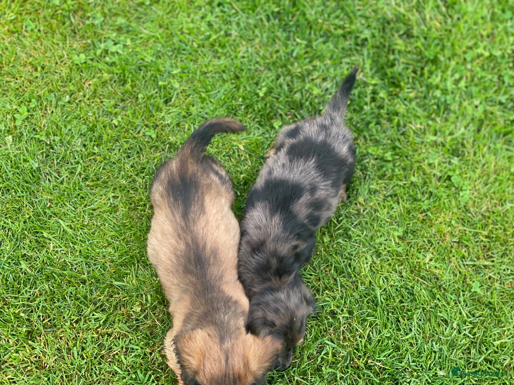 Teckel (langhaar) honden Mooie langharige kleurrijke teckel pups - Advertentie 1