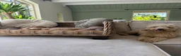 Labradoodle honden te koop: Mini Labradoodle  - Advertentie 18