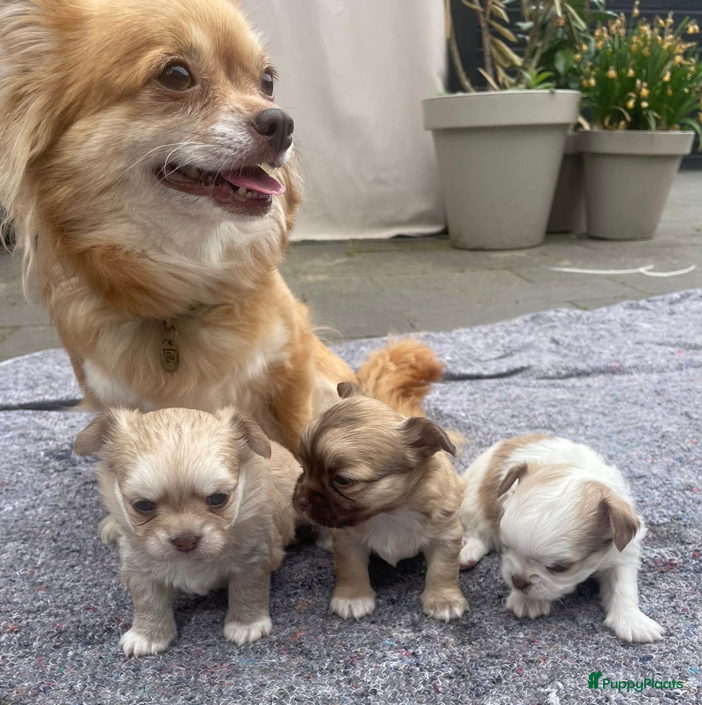 Chihuahua honden Prachtige langharige Chihuahua teefjes beschikbaar - Advertentie 1