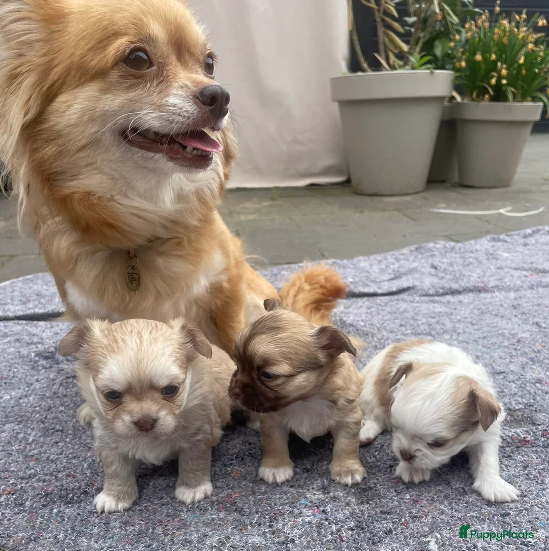 Chihuahua honden te koop: Prachtige langharige Chihuahua teefjes beschikbaar in Zevenaar - Advertentie 1