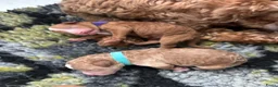 Cockapoo honden te koop: Cockapoo pups f1bb, huiselijk nestje - Advertentie 8