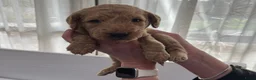 Australian Labradoodle honden te koop: (Australian) Labradoodle pups - Advertentie 20