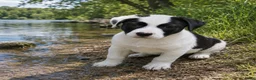 Kruising honden te koop: De laatste Border Collie Kruising pup - Advertentie 2