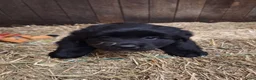 Kruising honden te koop: Kruising pups in Ljussens - Advertentie 18