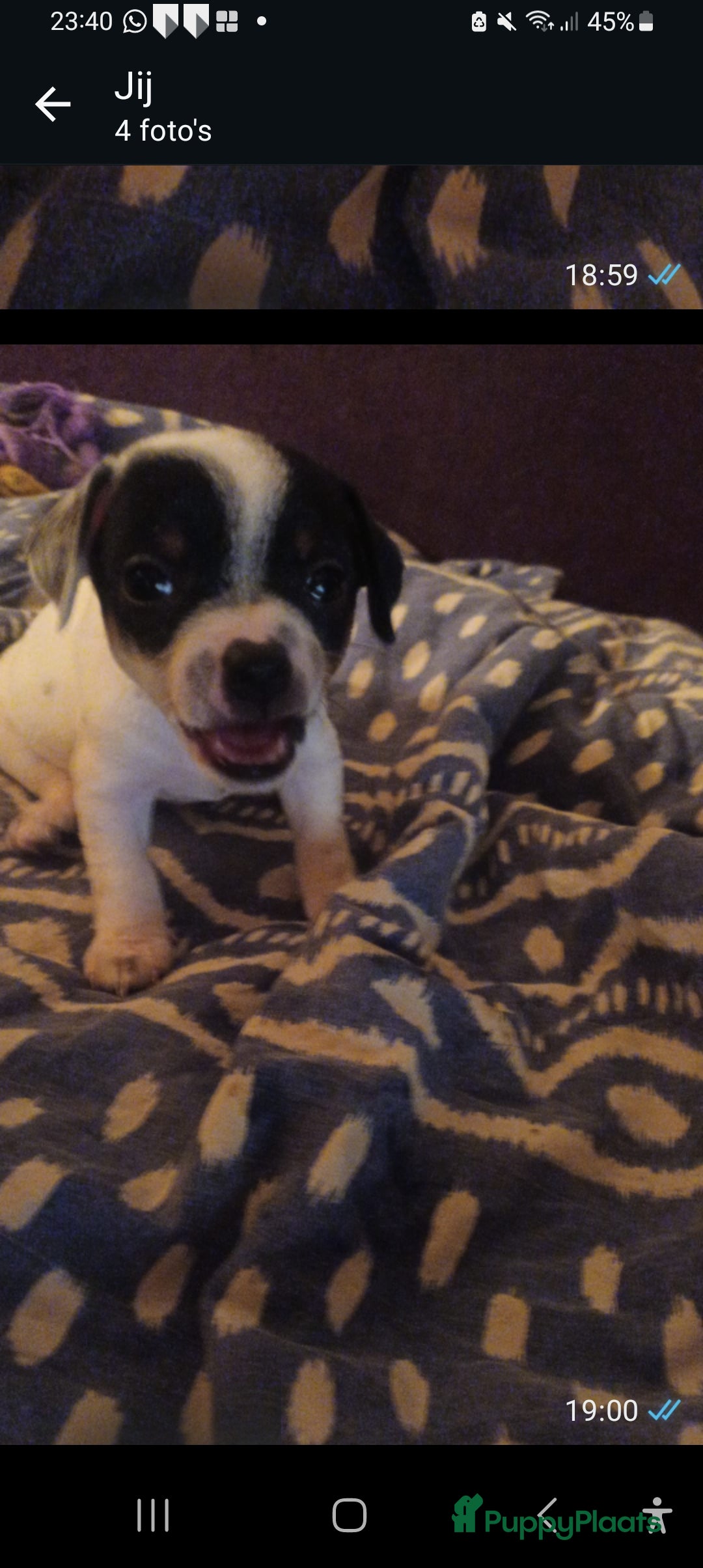 Kruising honden Dwergpinchertjes kruising chiwawa  - Advertentie 15