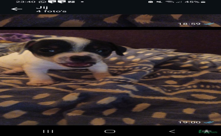 Kruising honden - Advertentie 1