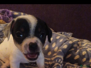 Kruising honden Dwergpinchertjes kruising chiwawa - Advertentie 3