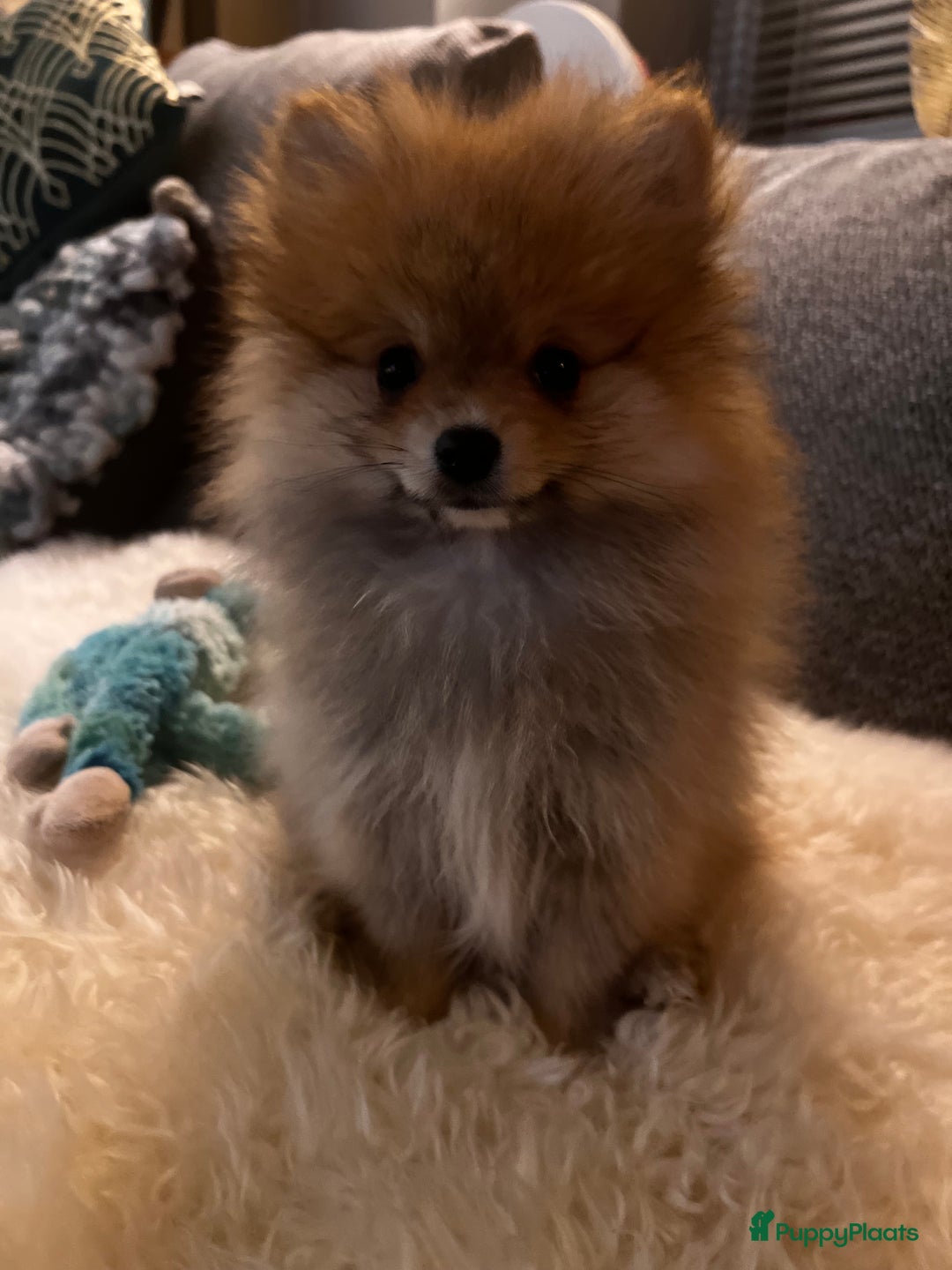 Pomeriaan honden te koop: Beautiful Healthy Bearface  Pomeranian Puppy - Advertentie 4