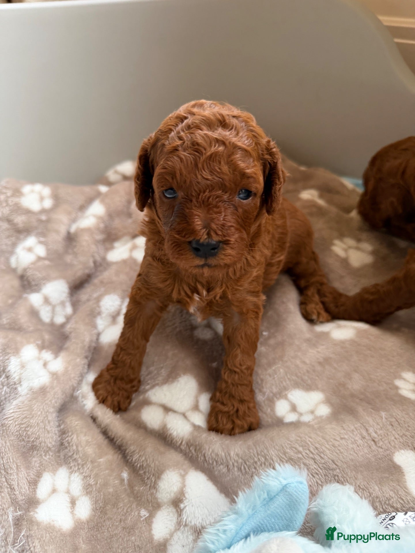 Poedel Toy honden Lieve rode toypoedel pups zoeken een warm thuis - Advertentie 2