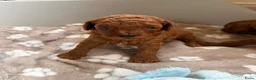 Poedel Toy honden te koop: Lieve rode toypoedel pups zoeken een warm thuis - Advertentie 6