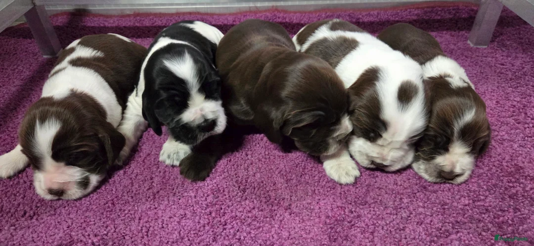 Engelse Cocker Spaniel honden te koop: Engelse Cockerspaniel pups met Stamboom. - Advertentie 16