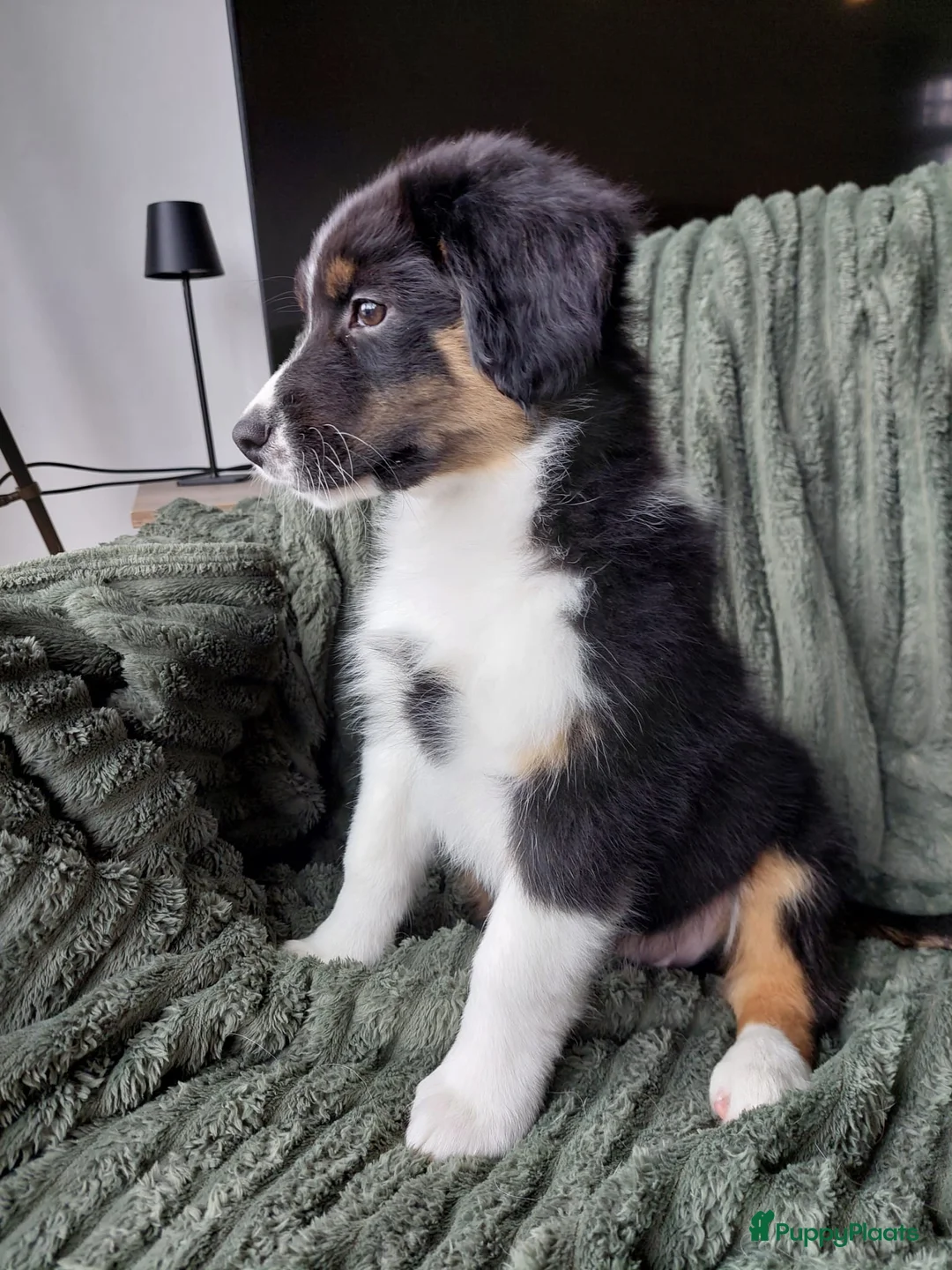 Australian Shepherd honden te koop: 🐾Aussie op zoek naar avontuur!🐾 - Advertentie 12