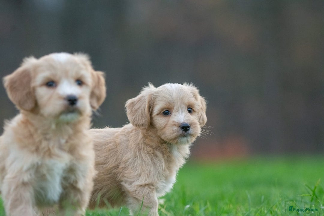 Kruising honden te koop: supergave mini tot middelgrote DOODLE PUPS - Advertentie 7