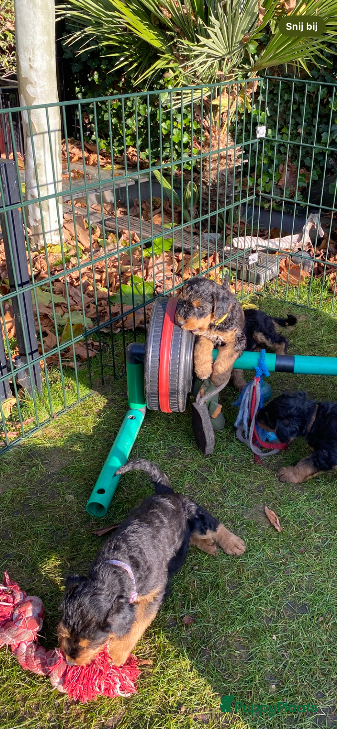 Airedale Terriër honden te koop: Airedale terriër pups  - Advertentie 27