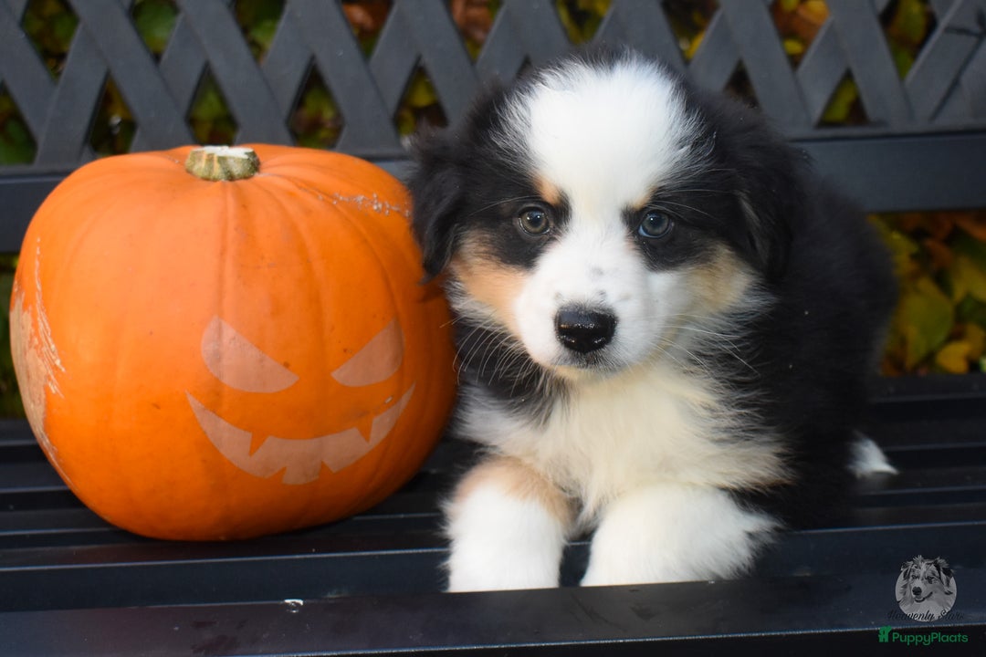 Australian Shepherd honden te koop: Miniature American Shepherd / Mini Aussie  - Advertentie 3