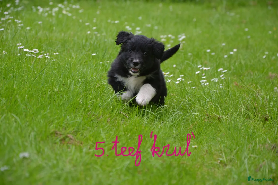 Kruising honden te koop: Prachtige puppy's Border-Collie/Golden Retriever - Advertentie 2