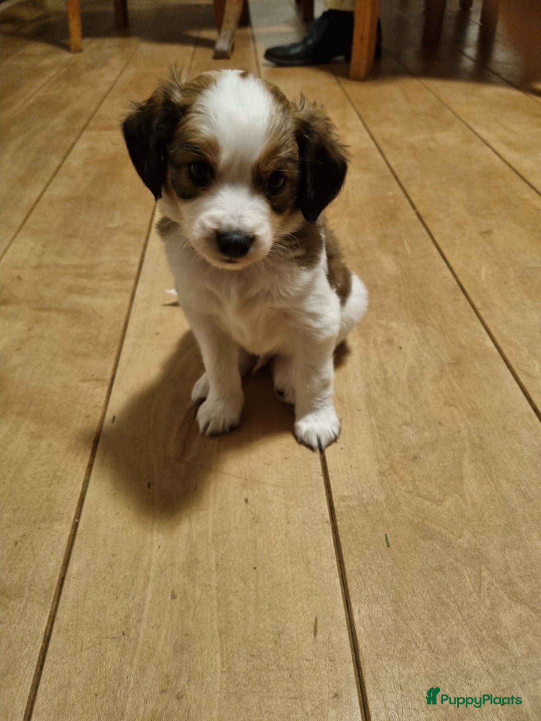 Kooikerhondje honden te koop: 6 Kooiker pups / alle nu gereserveerd!  - Advertentie 8