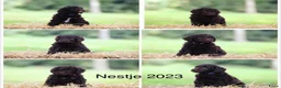 Labradoodle honden te koop: Labradoodle pups  - Advertentie 26