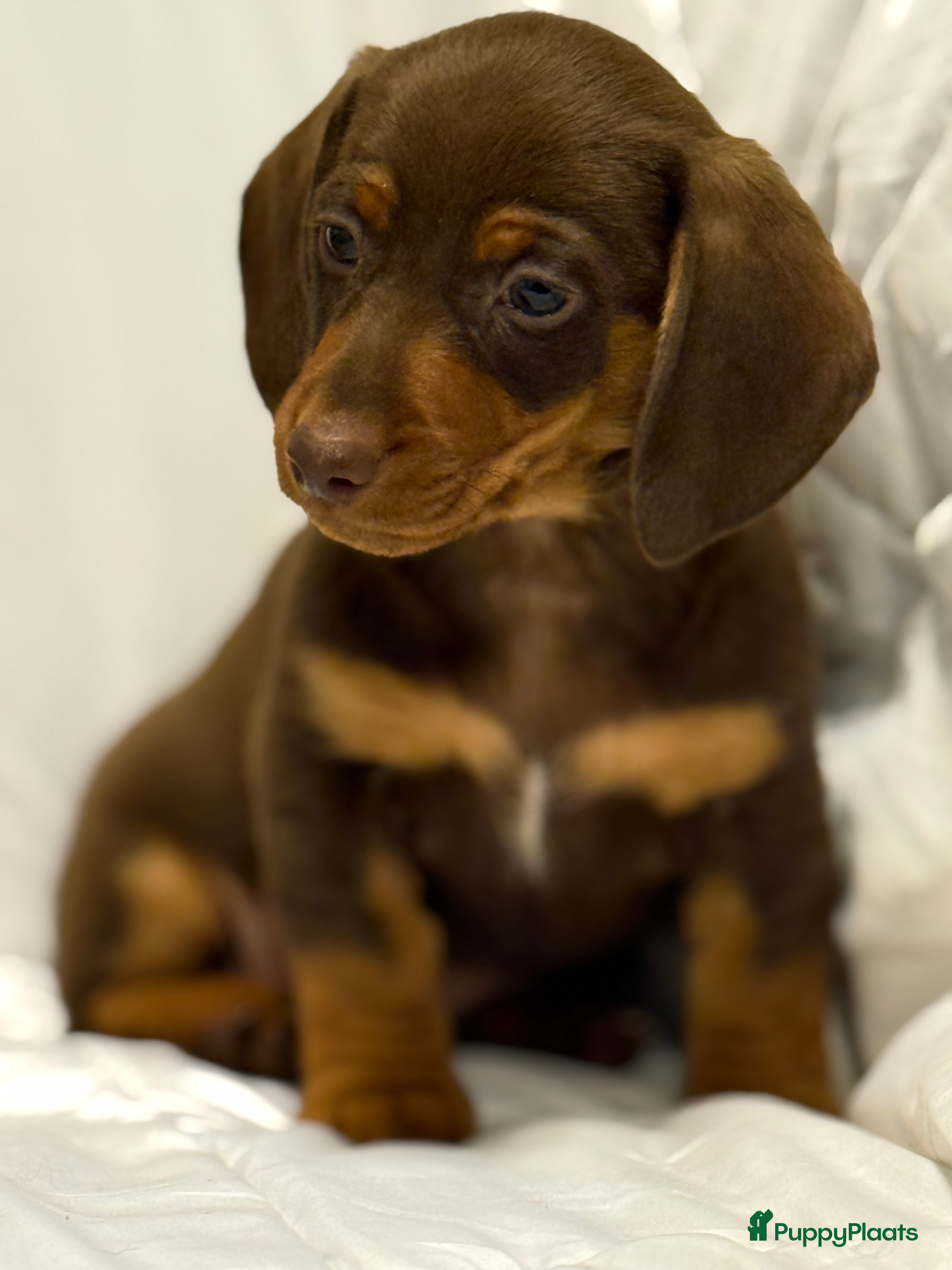 Teckel (korthaar)  honden Dwerg teckel pups  - Advertentie 1