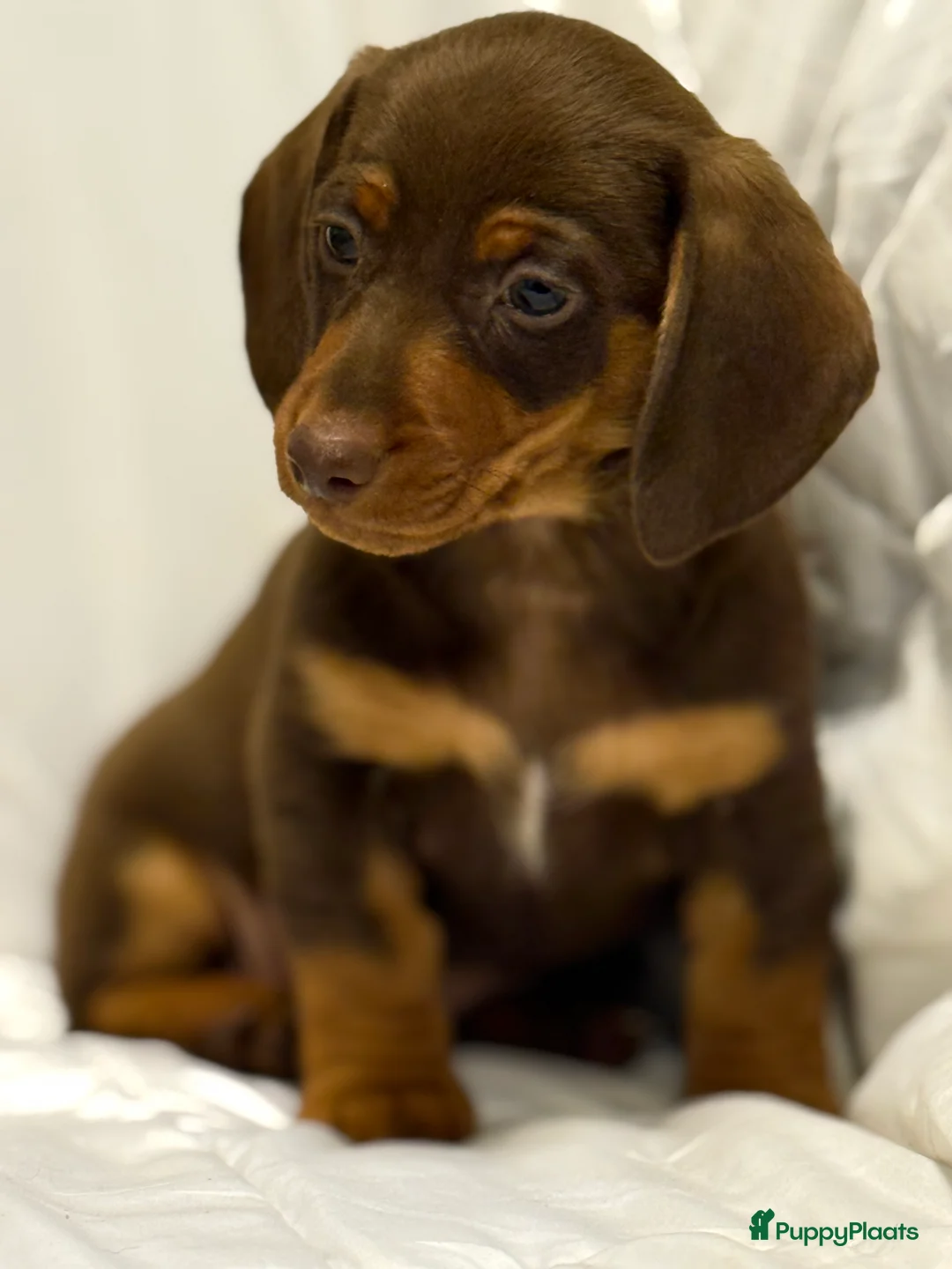 Teckel (korthaar)  honden te koop: Dwerg teckel pups  - Advertentie 19