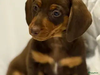 Teckel (korthaar) honden Dwerg teckel pups - Advertentie 5