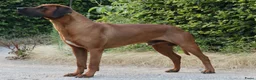 Rhodesian Ridgeback honden te koop: Rhodesian Ridgeback pups met stamboom in Weert - Advertentie 3