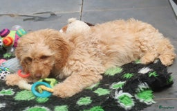 Labradoodle honden te koop: LABRADOODLE TEEFJE - Afbeelding 6