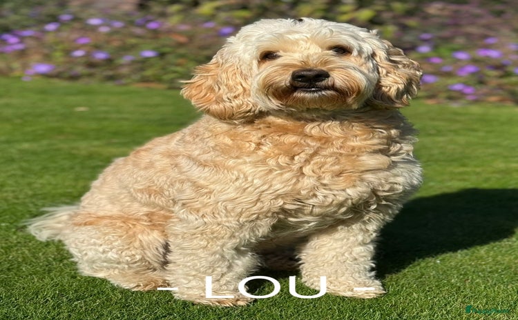 Australian Labradoodle honden - Advertentie 3